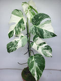 Monstera Variegata (zum aussuchen)