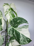 Monstera Variegata (zum aussuchen)