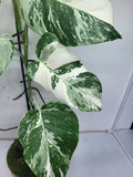 Monstera Variegata (zum aussuchen)