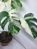 Monstera Variegata (zum aussuchen)