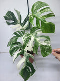 Monstera Variegata (zum aussuchen)