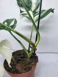 Monstera Variegata (zum aussuchen)