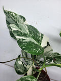 Monstera Variegata (zum aussuchen)