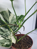 Monstera Variegata (zum aussuchen)