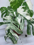 Monstera Variegata (zum aussuchen)