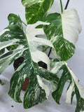 Monstera Variegata (zum aussuchen)