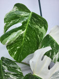 Monstera Variegata (zum aussuchen)