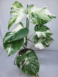 Monstera Variegata (zum aussuchen)