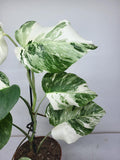 Monstera Variegata (zum aussuchen)