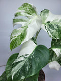 Monstera Variegata (zum aussuchen)