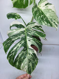 Monstera Variegata (zum aussuchen)