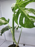 Monstera Variegata (zum aussuchen)