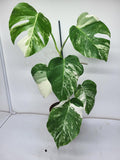 Monstera Variegata (zum aussuchen)