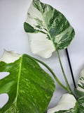 Monstera Variegata (zum aussuchen)