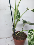 Monstera Variegata (zum aussuchen)