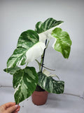 Monstera Variegata (zum aussuchen)