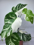 Monstera Variegata (zum aussuchen)