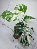 Monstera Variegata (zum aussuchen)