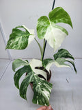 Monstera Variegata (zum aussuchen)