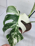 Monstera Variegata (zum aussuchen)