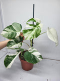 Monstera Variegata (zum aussuchen)