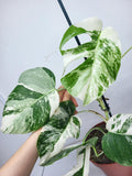 Monstera Variegata (zum aussuchen)