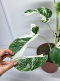 Monstera Variegata (zum aussuchen)