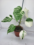 Monstera Variegata (zum aussuchen)