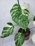 Monstera Variegata (zum aussuchen)