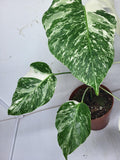 Monstera Variegata (zum aussuchen)