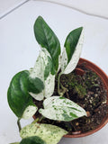 Epipremnum Pinnatum Marble Variegata