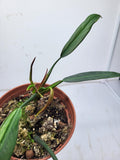 Philodendron Bicolor