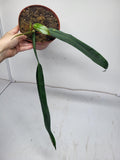 Philodendron Bicolor