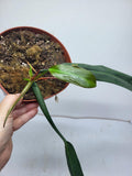 Philodendron Bicolor