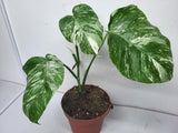 Monstera Variegata Stecklinge eingetopft