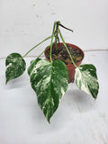 Monstera Variegata Stecklinge eingetopft