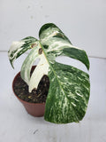 Monstera Variegata Stecklinge eingetopft