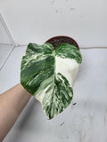 Monstera Variegata Stecklinge eingetopft