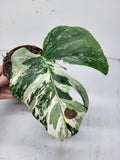 Monstera Variegata Stecklinge eingetopft