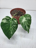 Monstera Variegata Stecklinge eingetopft