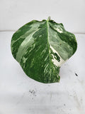 Monstera Variegata Stecklinge eingetopft