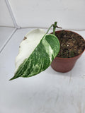 Monstera Variegata Stecklinge eingetopft