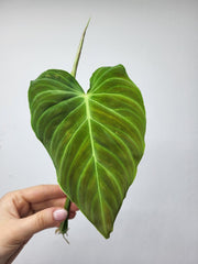 Philodendron Splendid Steckling