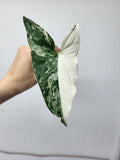 Syngonium Albo Variegata Steckling