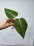 Philodendron Glorious Steckling
