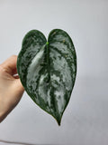 Philodendron Brandtianum Steckling