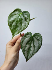 Philodendron Brandtianum Steckling