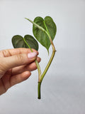 Philodendron Brandtianum Steckling