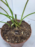 Philodendron Burle Marx Variegata