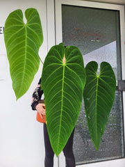 Anthurium Queremalense XXL